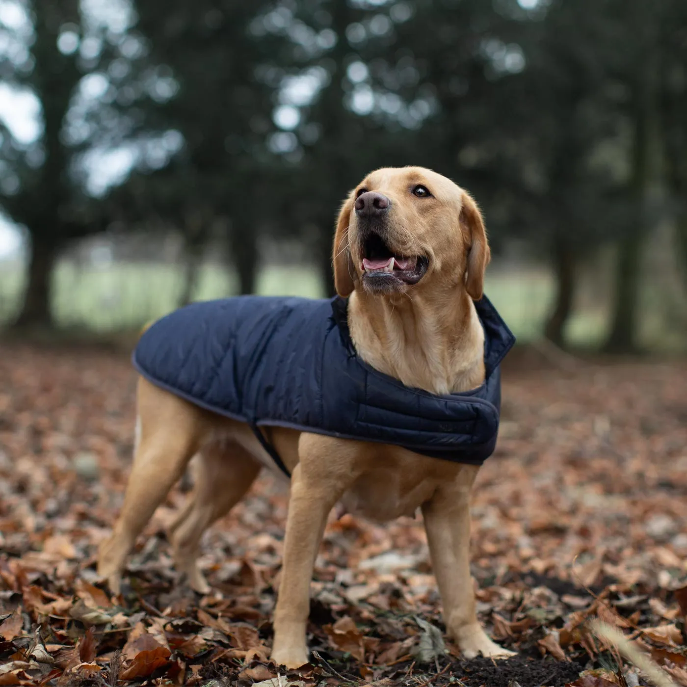 Barbour Baffle Quilt Dog Coat